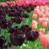 Kiedy wykopywać tulipany po kwitnieniu